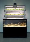 The new hybrid VydroFarm-FishPlant system at Pershore College